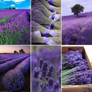 colors de provenza